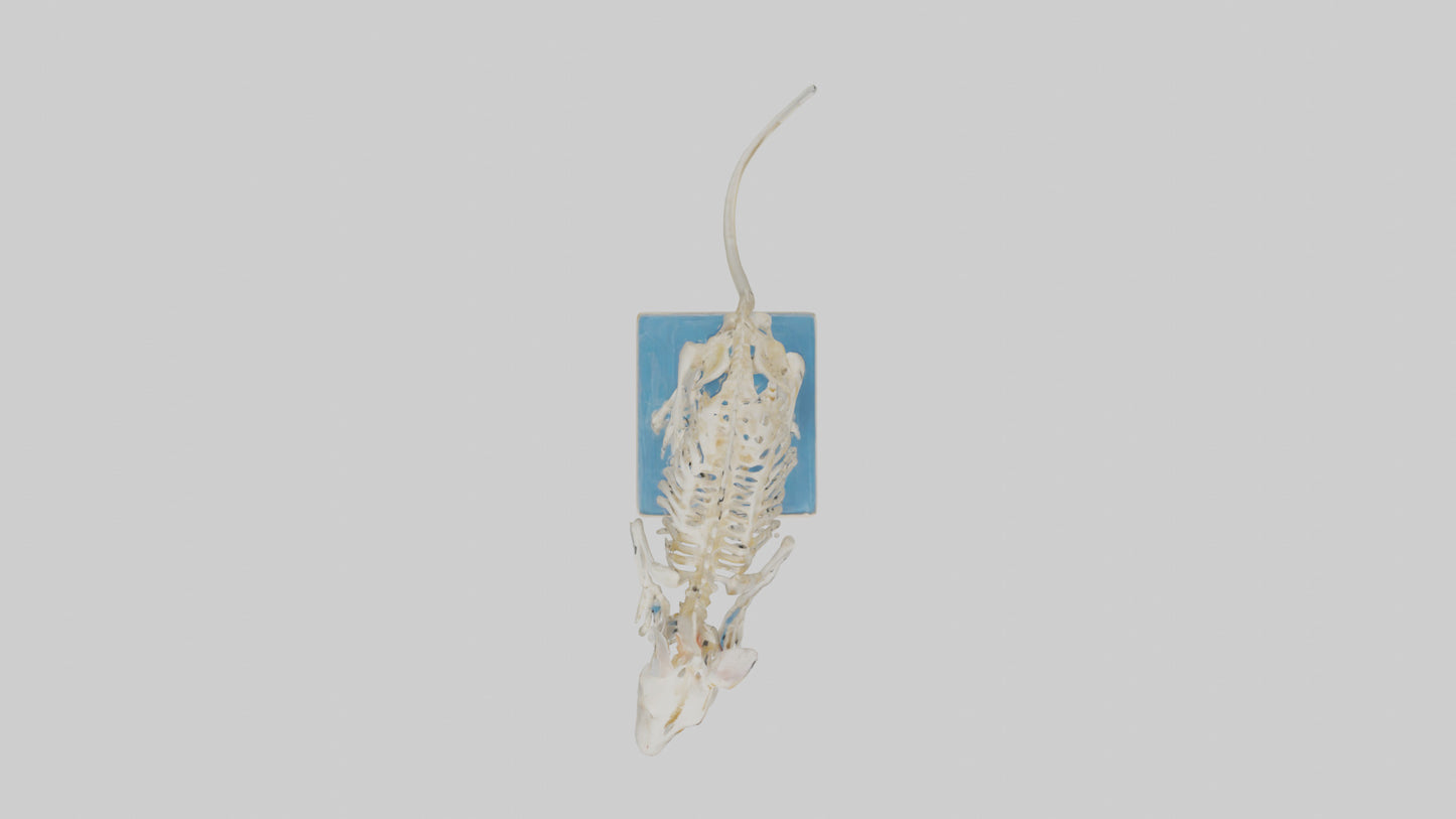 3D model Gerbil Skeleton model VR / AR / low-poly