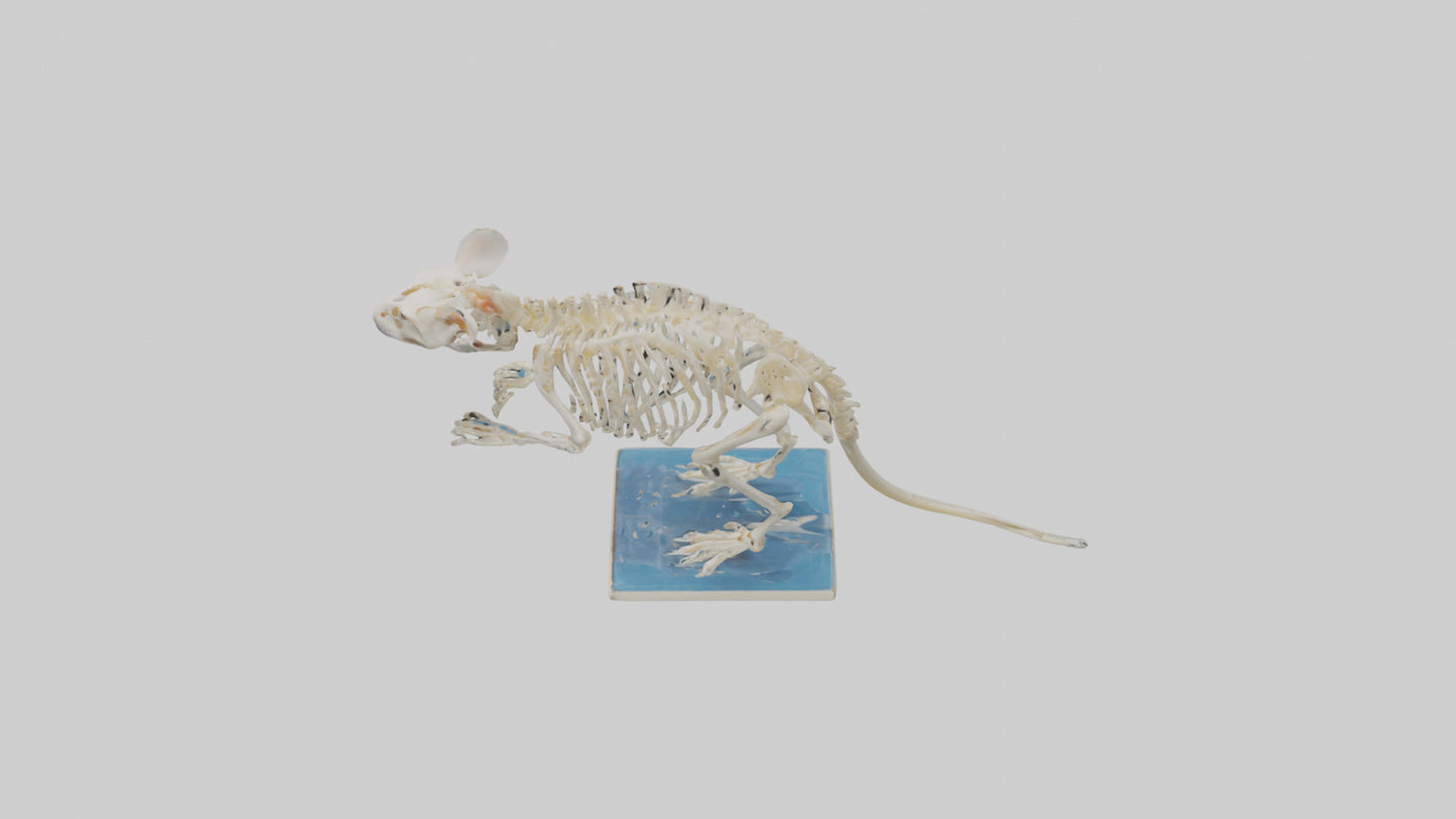 3D model Gerbil Skeleton model VR / AR / low-poly