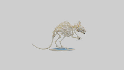 3D model Gerbil Skeleton model VR / AR / low-poly