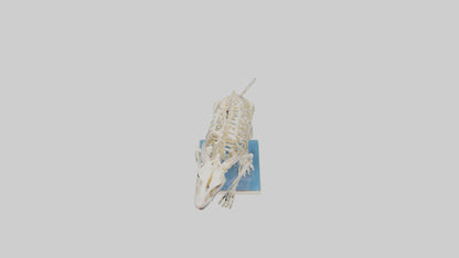 3D model Gerbil Skeleton model VR / AR / low-poly
