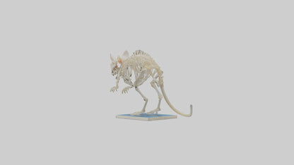 3D model Gerbil Skeleton model VR / AR / low-poly