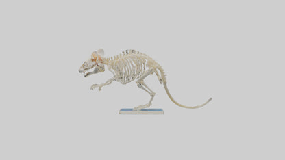 3D model Gerbil Skeleton model VR / AR / low-poly