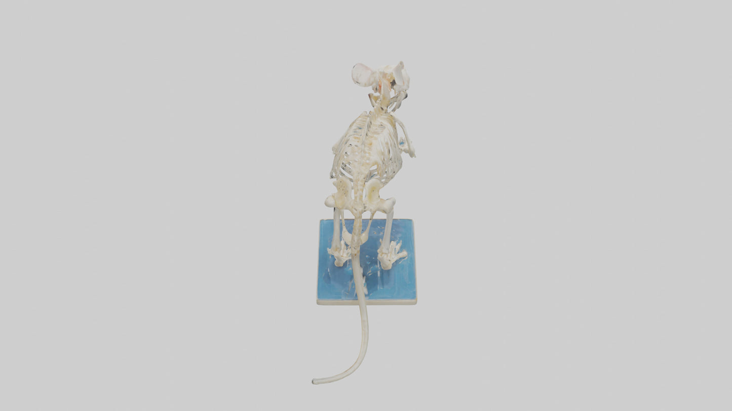 3D model Gerbil Skeleton model VR / AR / low-poly