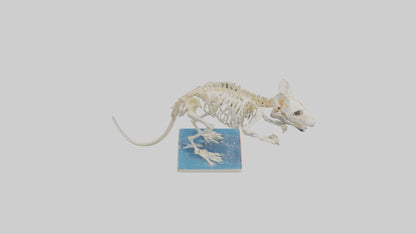 3D model Gerbil Skeleton model VR / AR / low-poly
