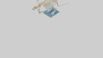 3D model Gerbil Skeleton model VR / AR / low-poly
