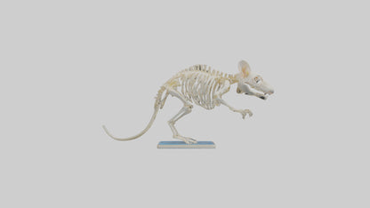 3D model Gerbil Skeleton model VR / AR / low-poly
