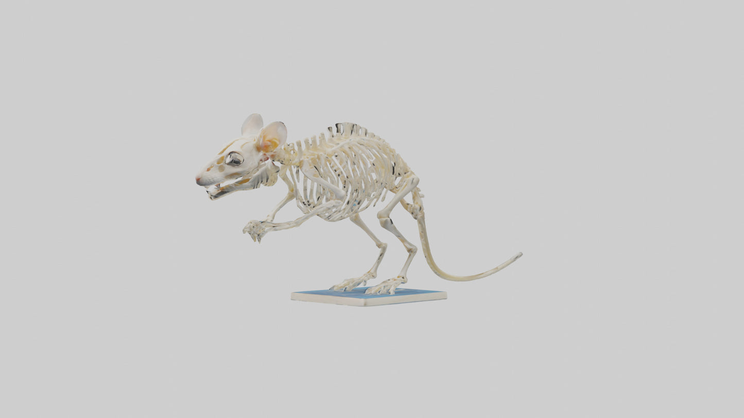 3D model Gerbil Skeleton model VR / AR / low-poly