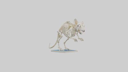 3D model Gerbil Skeleton model VR / AR / low-poly