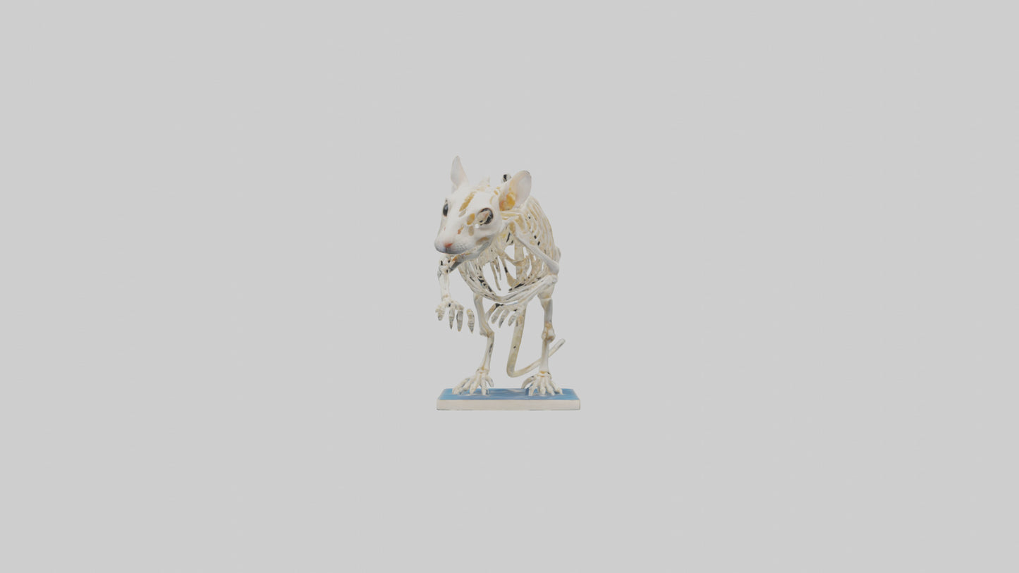 3D model Gerbil Skeleton model VR / AR / low-poly