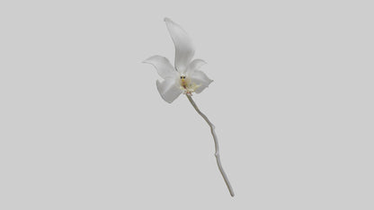 3D model Ghost Orchid model VR / AR / low-poly