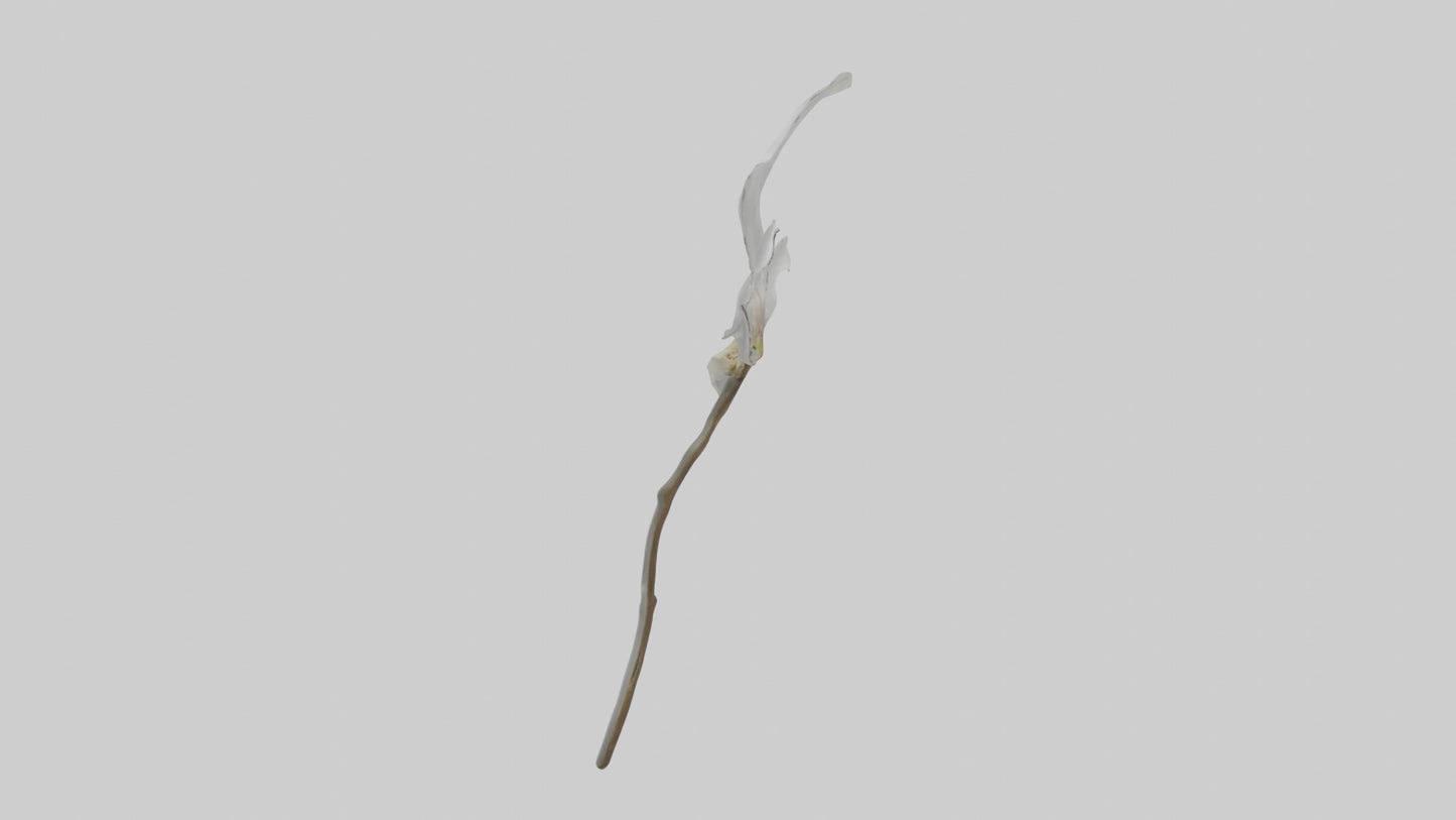 3D model Ghost Orchid model VR / AR / low-poly