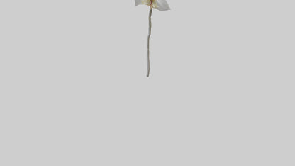 3D model Ghost Orchid model VR / AR / low-poly