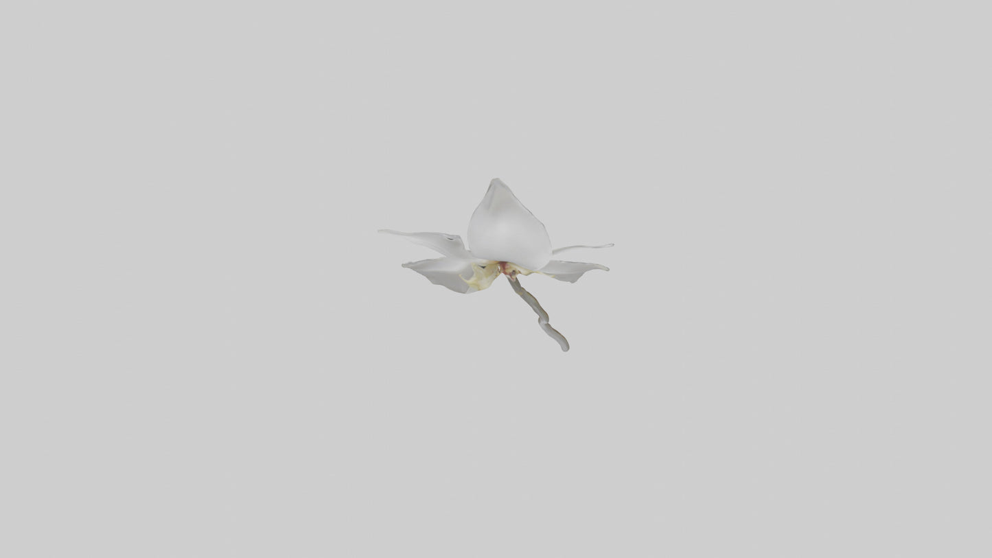 3D model Ghost Orchid model VR / AR / low-poly