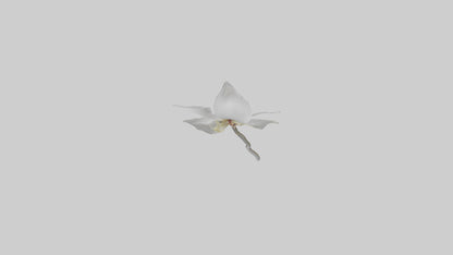 3D model Ghost Orchid model VR / AR / low-poly