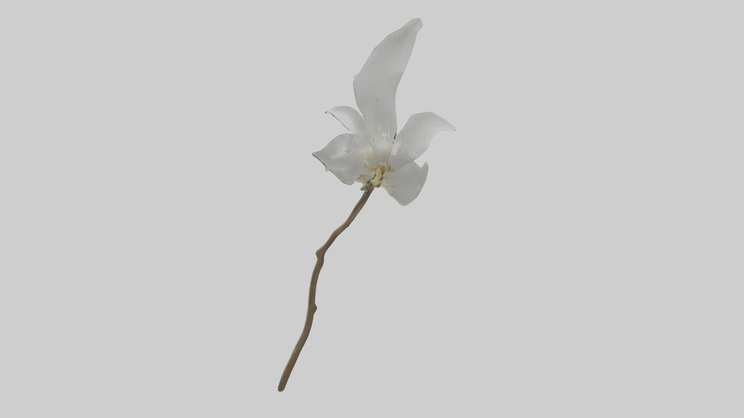 3D model Ghost Orchid model VR / AR / low-poly
