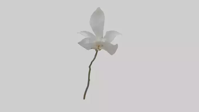 3D model Ghost Orchid model VR / AR / low-poly