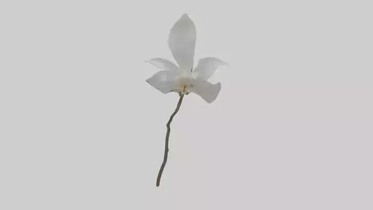 3D model Ghost Orchid model VR / AR / low-poly