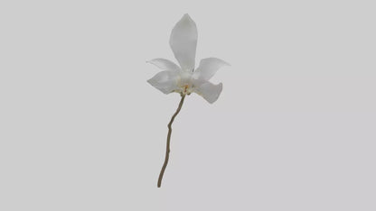 3D model Ghost Orchid model VR / AR / low-poly