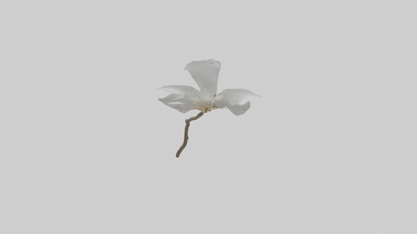 3D model Ghost Orchid model VR / AR / low-poly