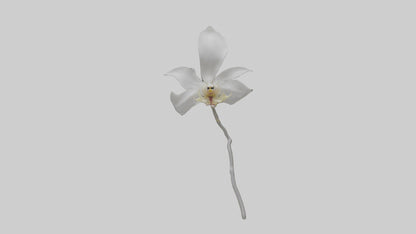 3D model Ghost Orchid model VR / AR / low-poly