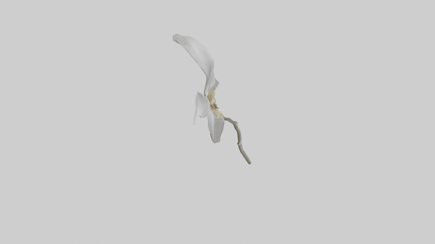 3D model Ghost Orchid model VR / AR / low-poly