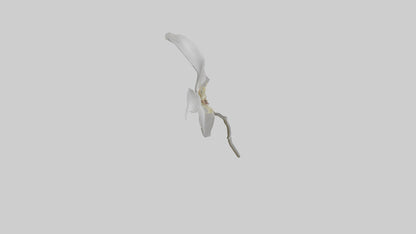 3D model Ghost Orchid model VR / AR / low-poly