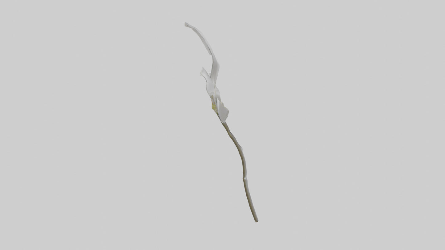 3D model Ghost Orchid model VR / AR / low-poly