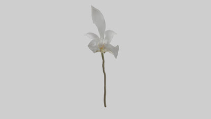 3D model Ghost Orchid model VR / AR / low-poly