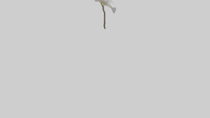 3D model Ghost Orchid model VR / AR / low-poly