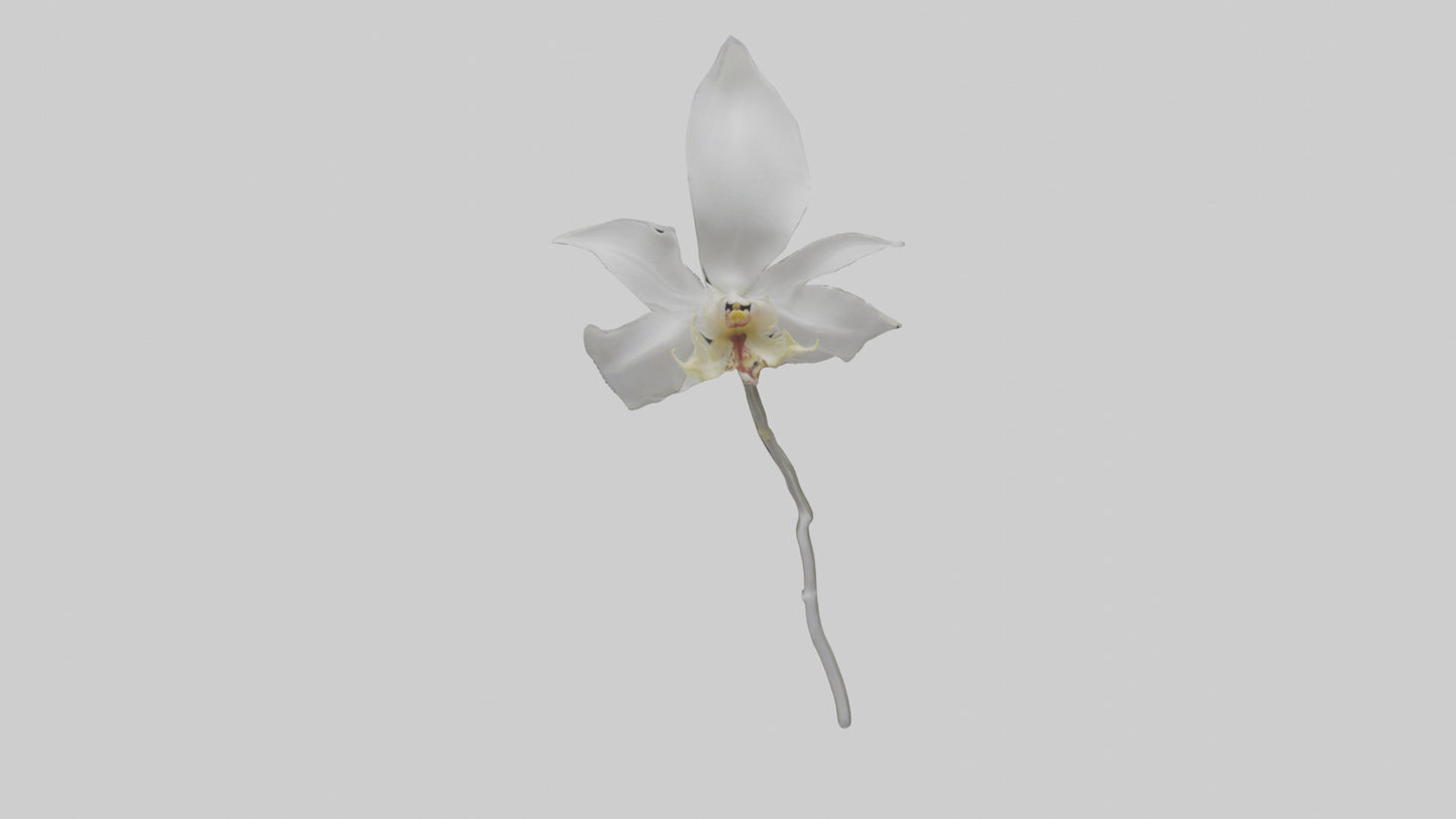 3D model Ghost Orchid model VR / AR / low-poly