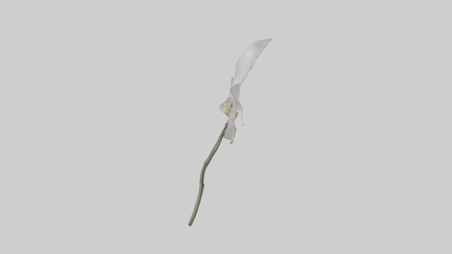 3D model Ghost Orchid model VR / AR / low-poly