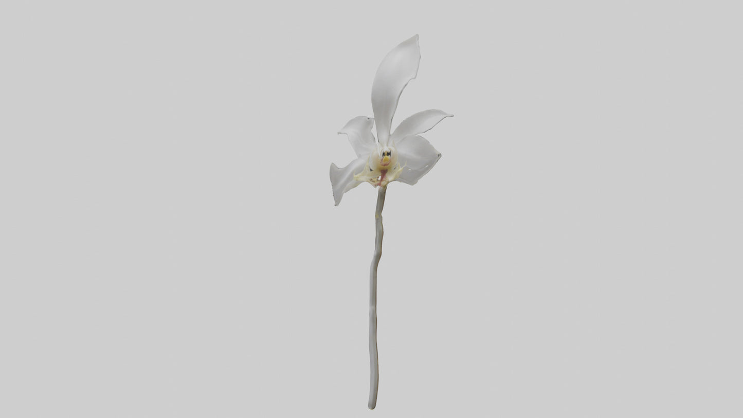 3D model Ghost Orchid model VR / AR / low-poly