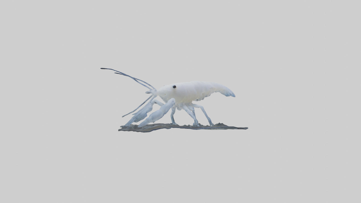3D model Ghost Shrimp hiding model VR / AR / low-poly