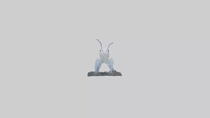 3D model Ghost Shrimp hiding model VR / AR / low-poly
