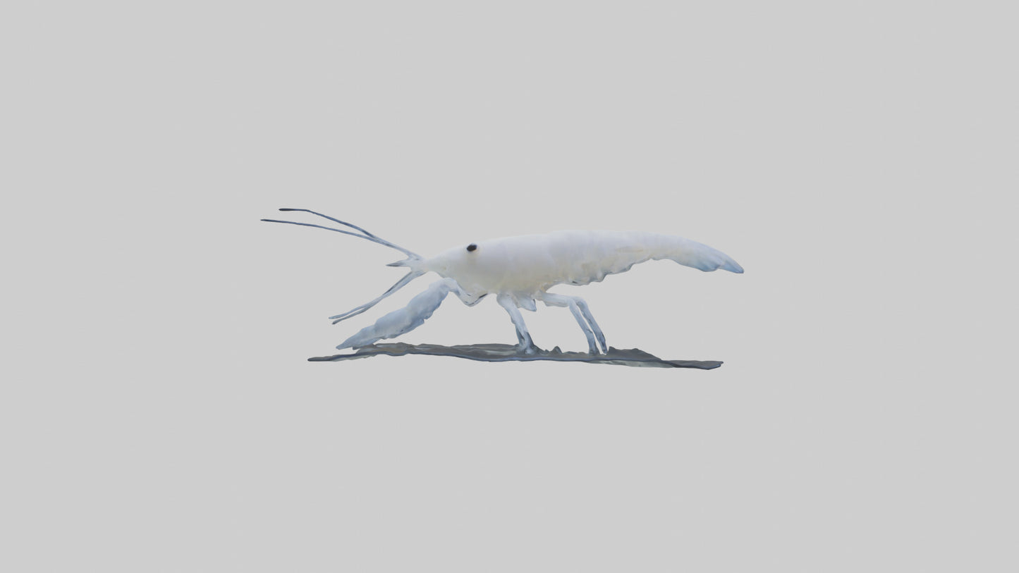 3D model Ghost Shrimp hiding model VR / AR / low-poly