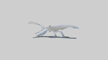 3D model Ghost Shrimp hiding model VR / AR / low-poly