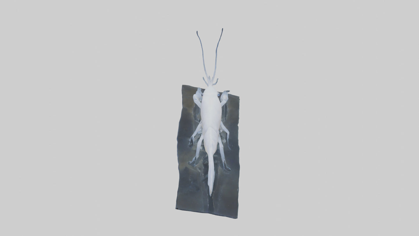 3D model Ghost Shrimp hiding model VR / AR / low-poly