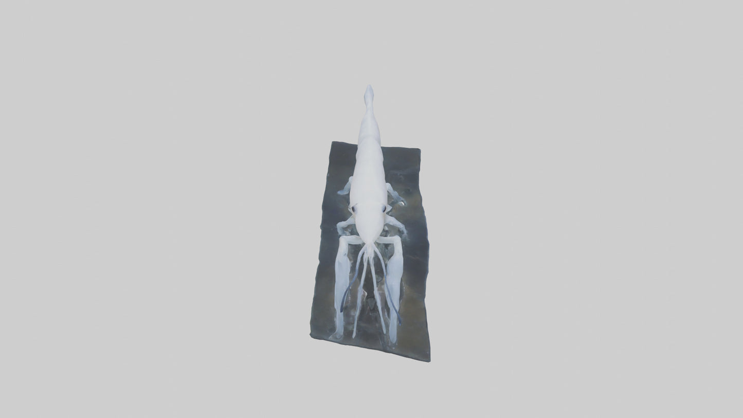 3D model Ghost Shrimp hiding model VR / AR / low-poly