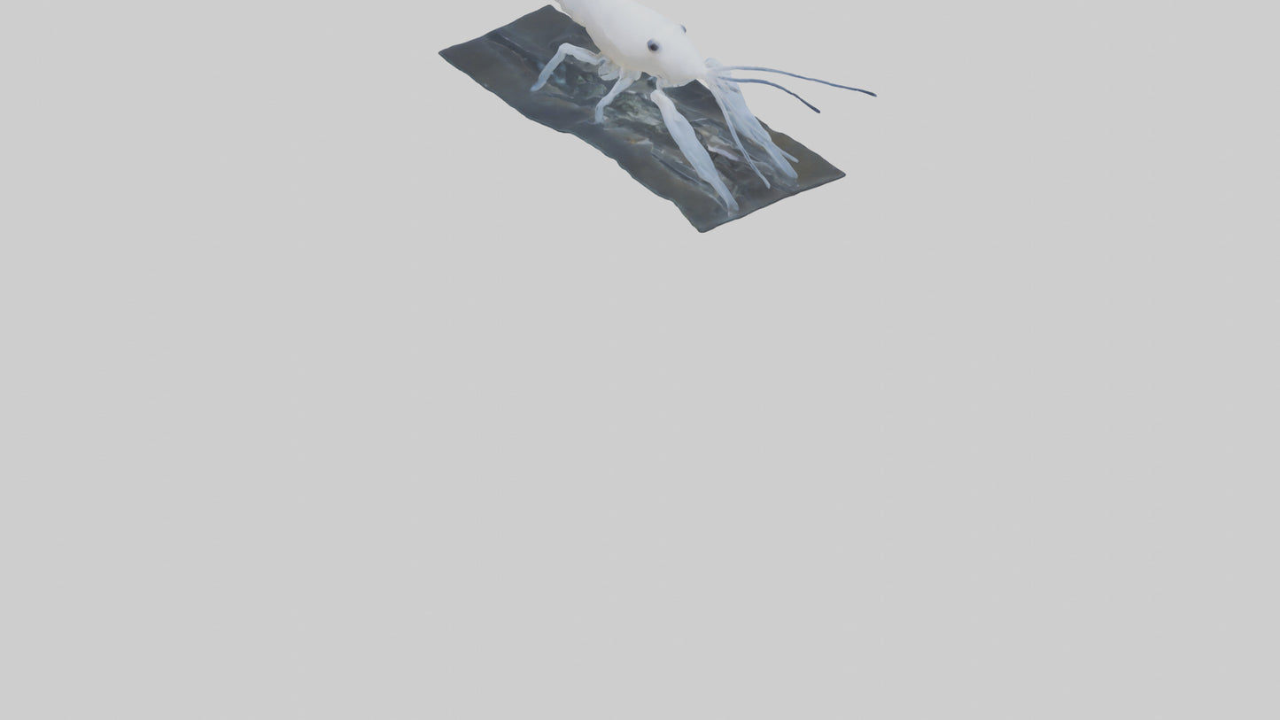 3D model Ghost Shrimp hiding model VR / AR / low-poly