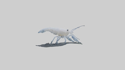 3D model Ghost Shrimp hiding model VR / AR / low-poly
