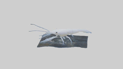 3D model Ghost Shrimp hiding model VR / AR / low-poly