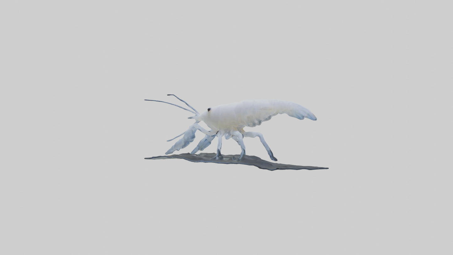 3D model Ghost Shrimp hiding model VR / AR / low-poly