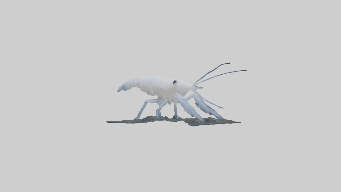 3D model Ghost Shrimp hiding model VR / AR / low-poly