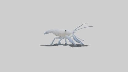 3D model Ghost Shrimp hiding model VR / AR / low-poly
