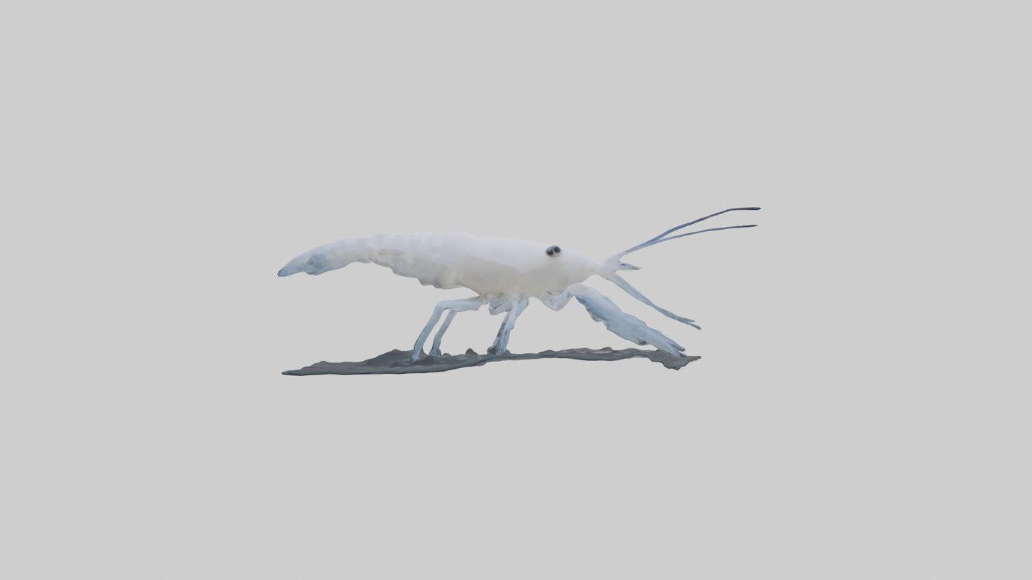 3D model Ghost Shrimp hiding model VR / AR / low-poly