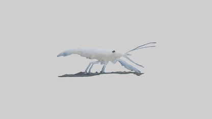 3D model Ghost Shrimp hiding model VR / AR / low-poly