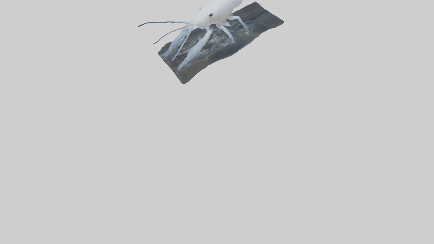 3D model Ghost Shrimp hiding model VR / AR / low-poly