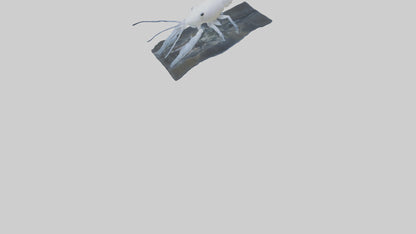 3D model Ghost Shrimp hiding model VR / AR / low-poly