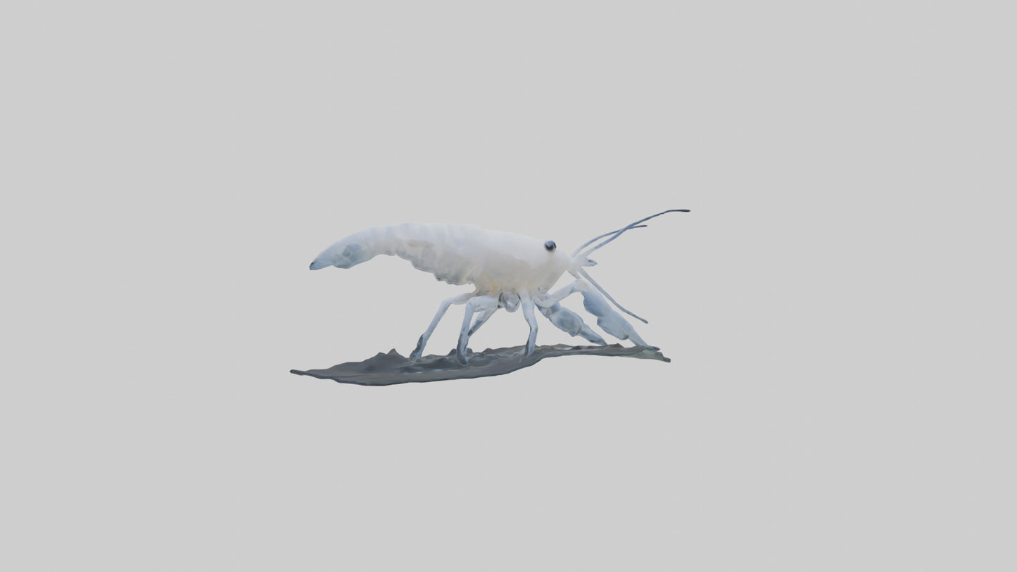 3D model Ghost Shrimp hiding model VR / AR / low-poly