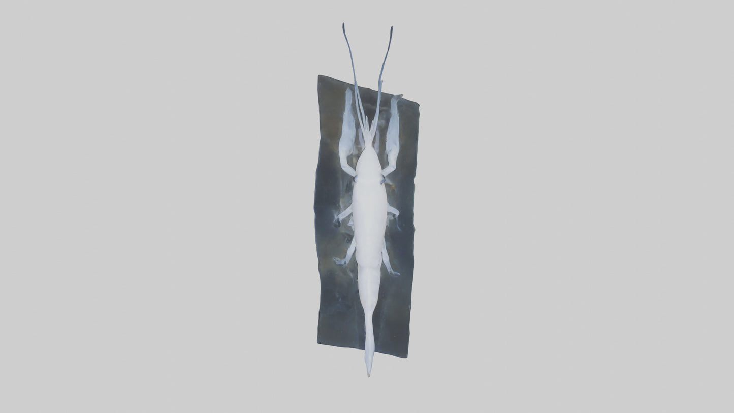 3D model Ghost Shrimp hiding model VR / AR / low-poly
